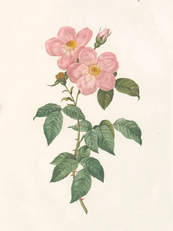 Pierre J. Redouté Floral Rose Lithograph Flower Plate 004