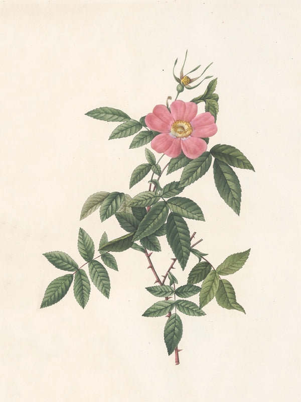 Pierre J. Redouté Floral Rose Lithograph Flower Plate 015