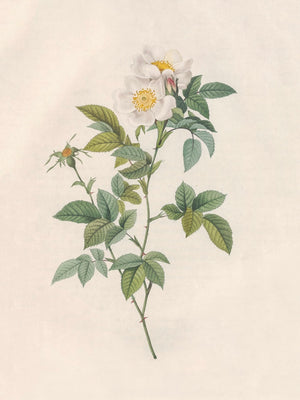 Pierre J. Redouté Floral Rose Lithograph Flower Plate 106
