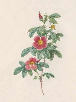 Pierre J. Redouté Floral Rose Lithograph Flower Plate 111