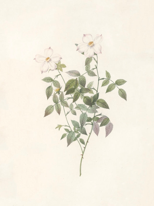 Pierre J. Redouté Floral Rose Lithograph Flower Plate 148